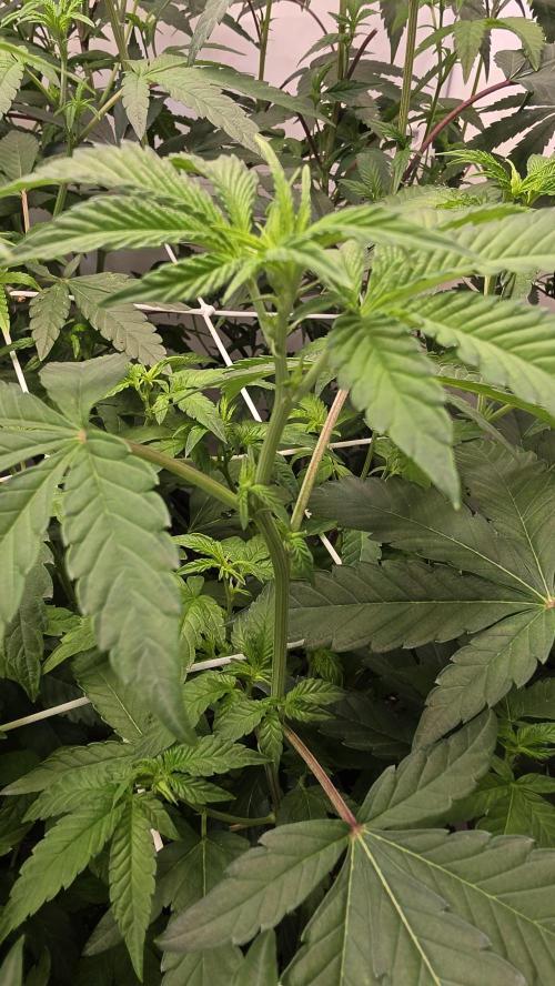 Z42 phenohunt. Week 11