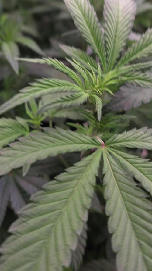 Z42. Week 11