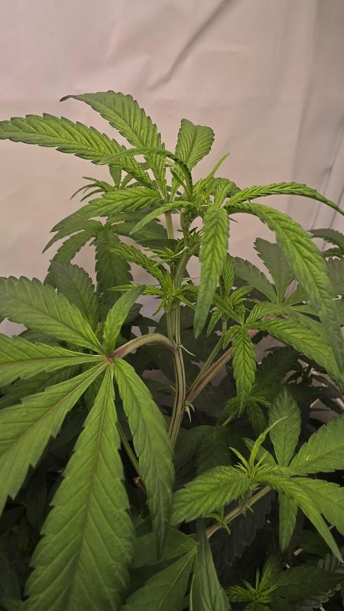 Biscotti Gelato phenohunt. Week 11