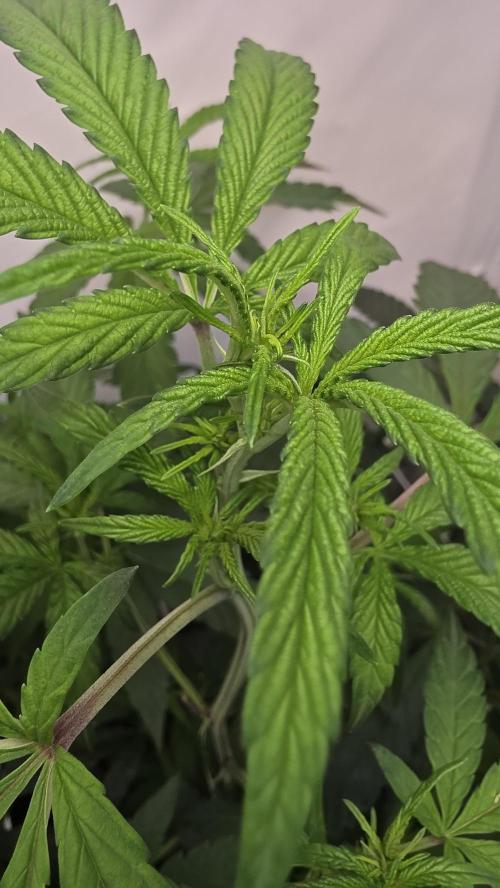 Biscotti Gelato phenohunt. Week 11