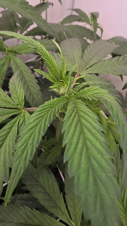 Biscotti Gelato phenohunt. Week 11