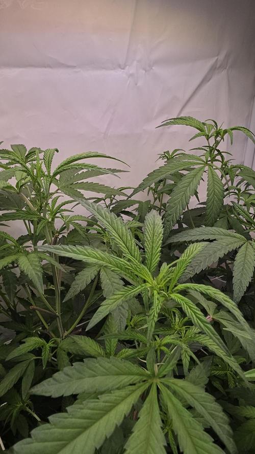 Biscotti Gelato phenohunt. Week 11