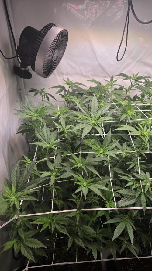Papayton phenohunt. Week 12