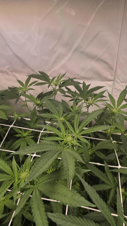 Papayton phenohunt. Week 12