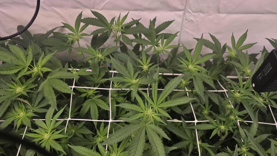 Papayton phenohunt. Week 12