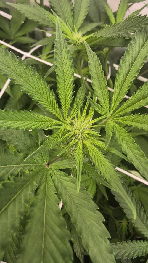 Papayton phenohunt. Week 12