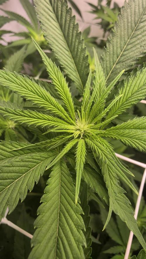 Papayton phenohunt. Week 12