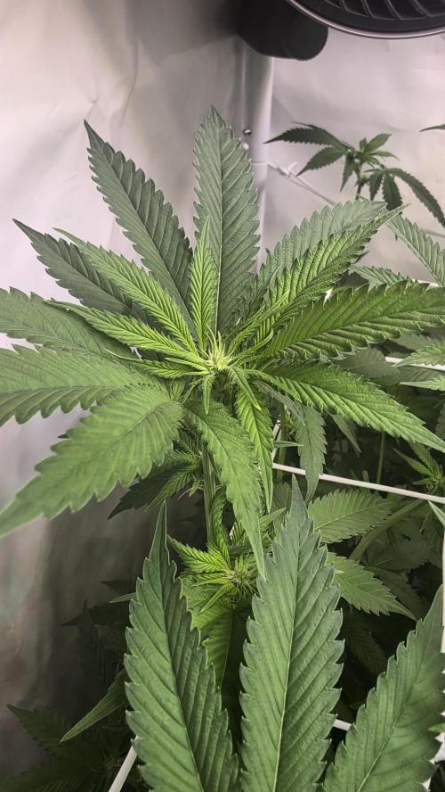 Papayton phenohunt. Week 12