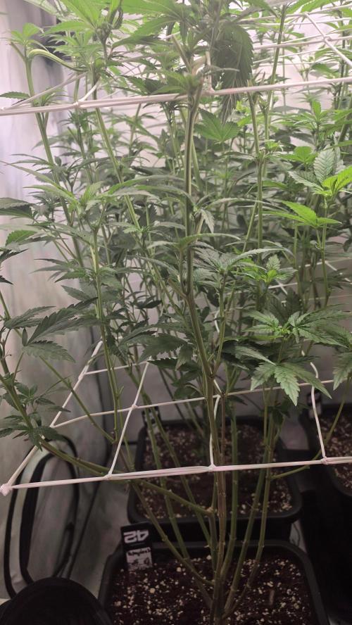 Papayton phenohunt. Week 12