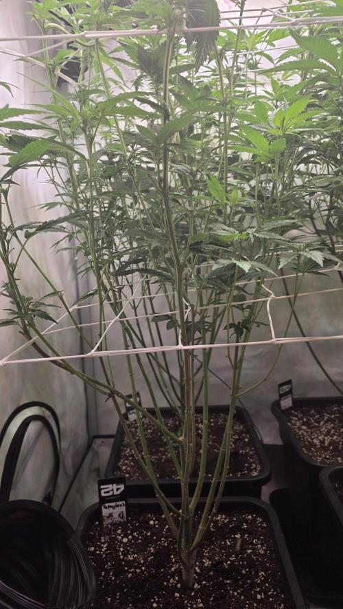 Papayton phenohunt. Week 12