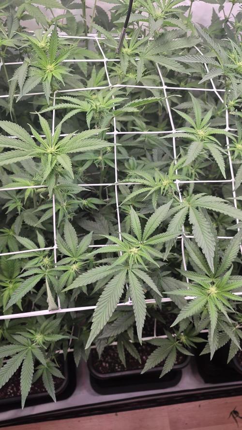 Z42 phenohunt. Week 12