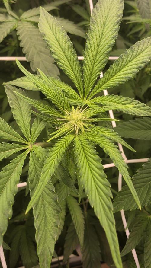 Z42 phenohunt. Week 12