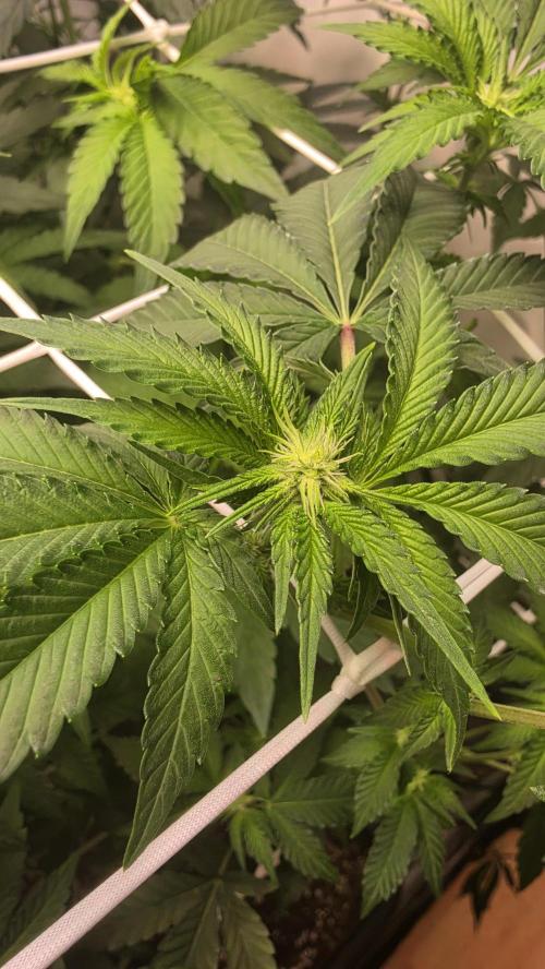 Z42 phenohunt. Week 12