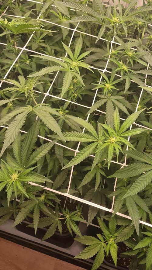 Z42 phenohunt. Week 12