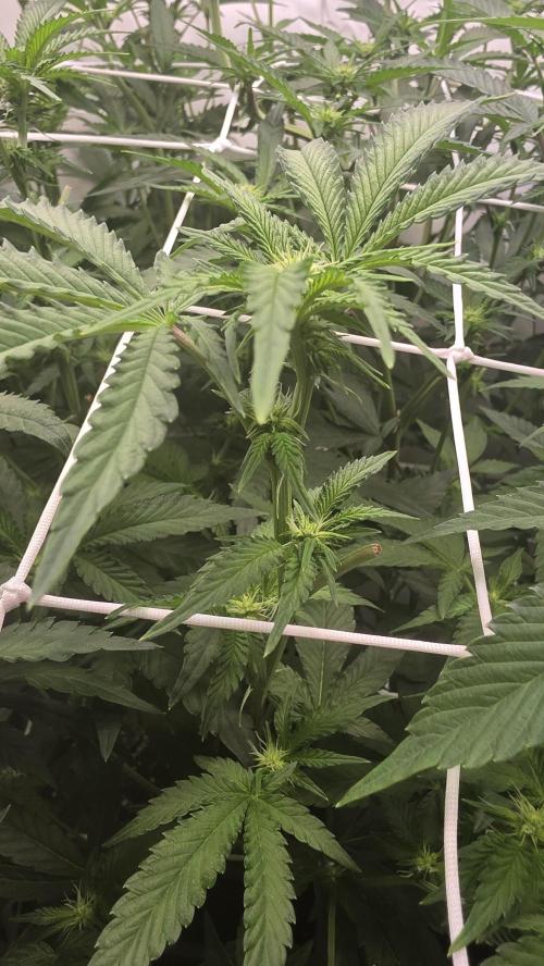Z42 phenohunt. Week 12