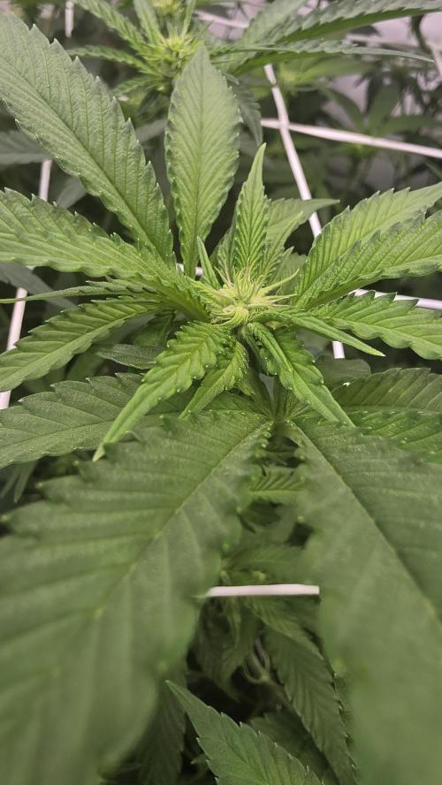 Z42 phenohunt. Week 12