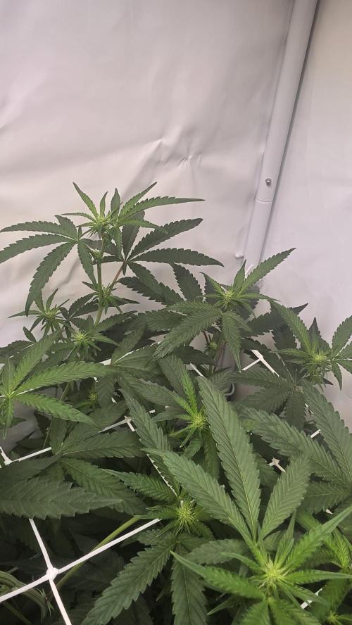 Biscotti Gelato phenohunt. Week 12