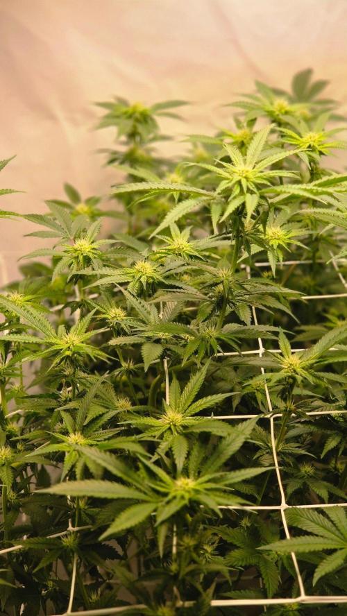Papayton phenohunt. Week 13
