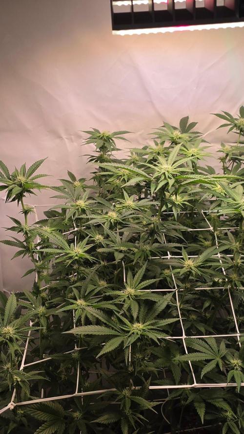 Papayton phenohunt. Week 13