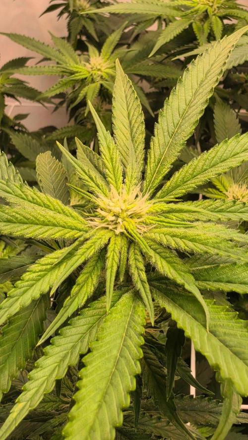 Papayton phenohunt. Week 13