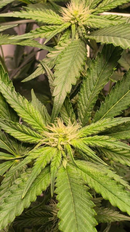 Papayton phenohunt. Week 13