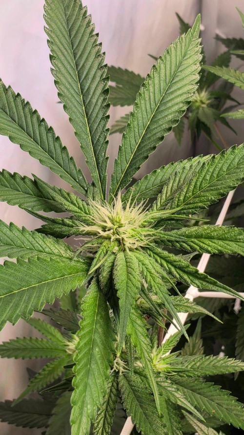 Papayton phenohunt. Week 13