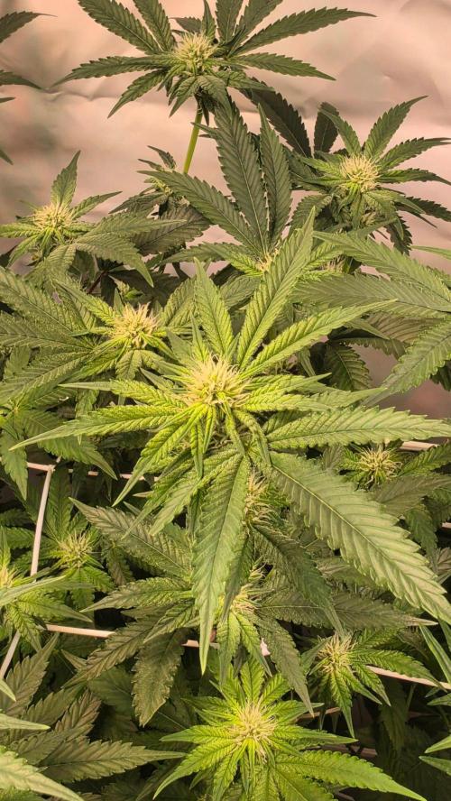 Papayton phenohunt. Week 13
