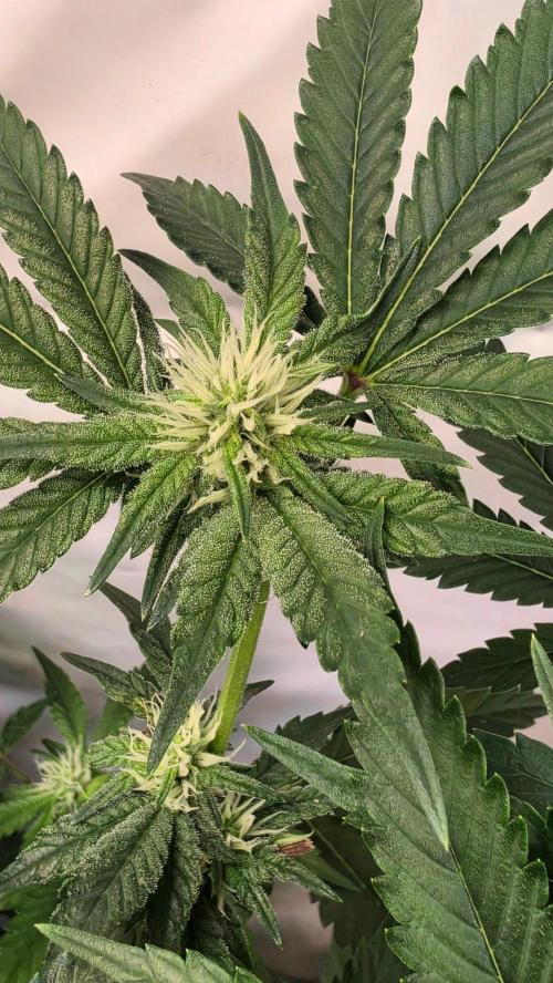 Papayton phenohunt. Week 13