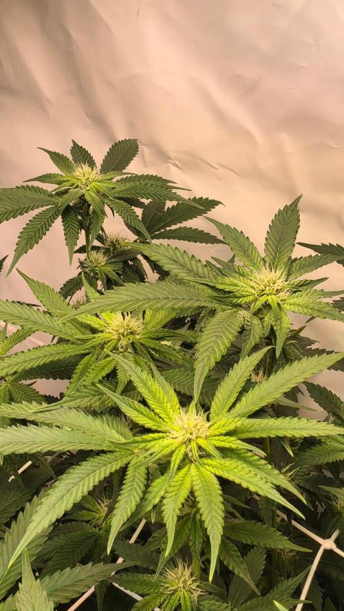 Papayton phenohunt. Week 13