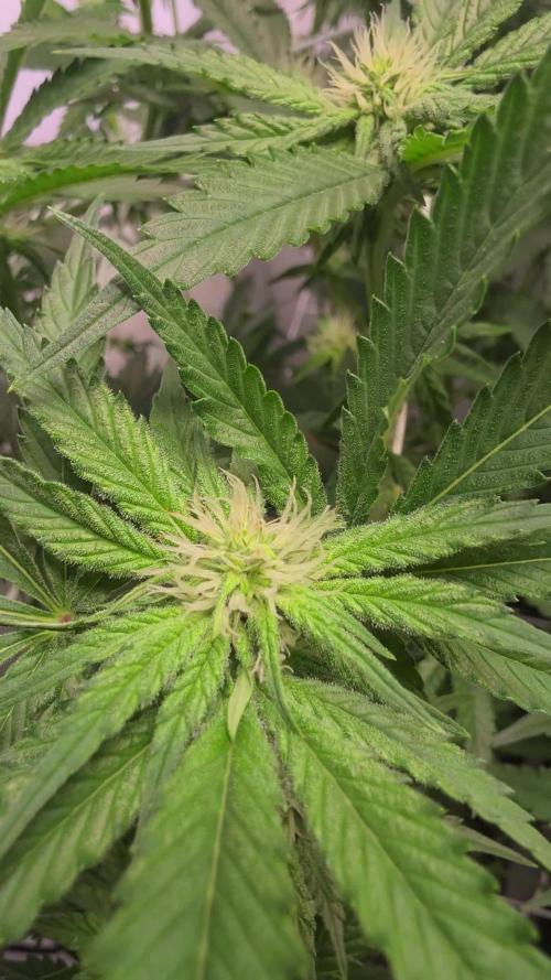 Papayton phenohunt
