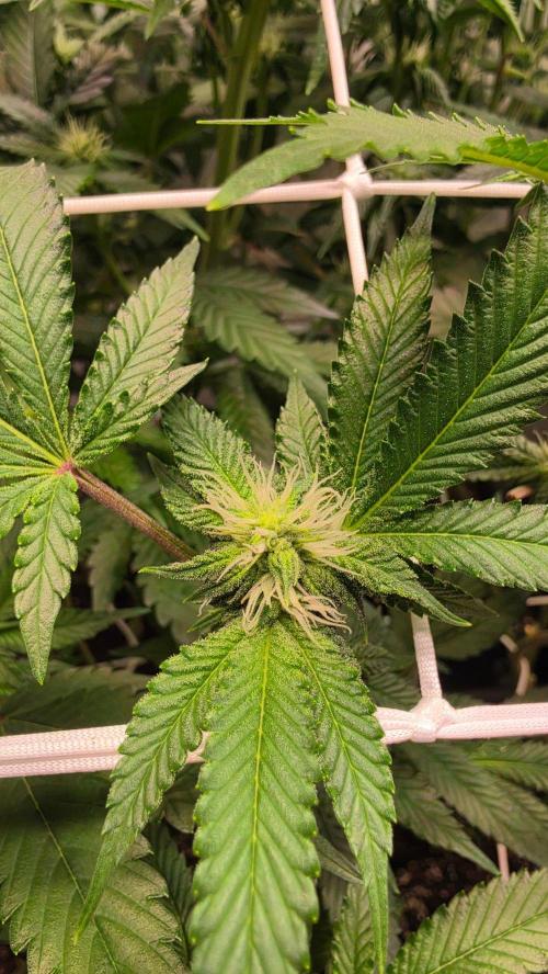 Z42 phenohunt. Week 13
