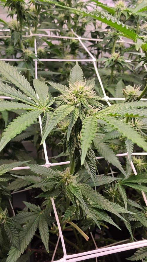 Z42 phenohunt. Week 13