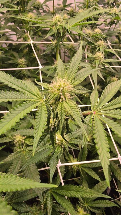 Z42 phenohunt. Week 13