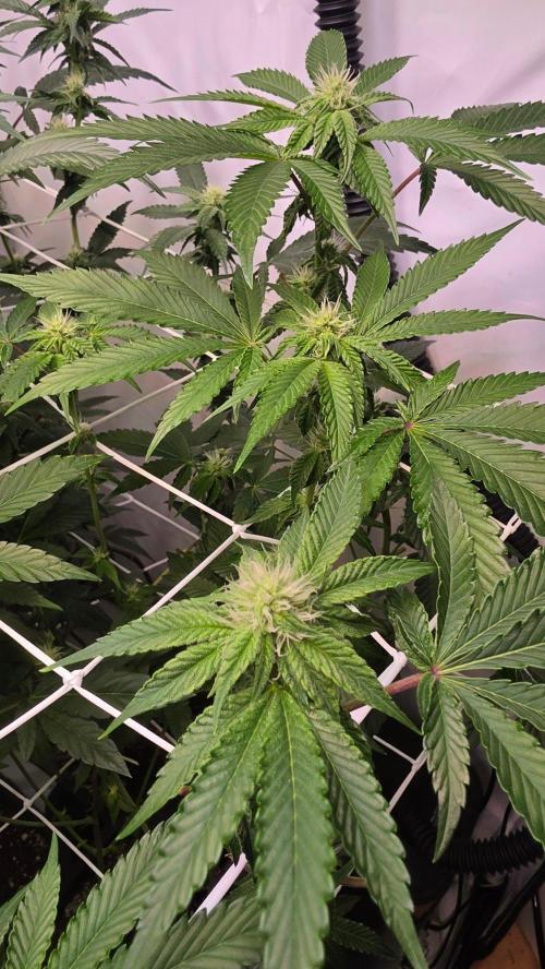 Z42 phenohunt. Week 13