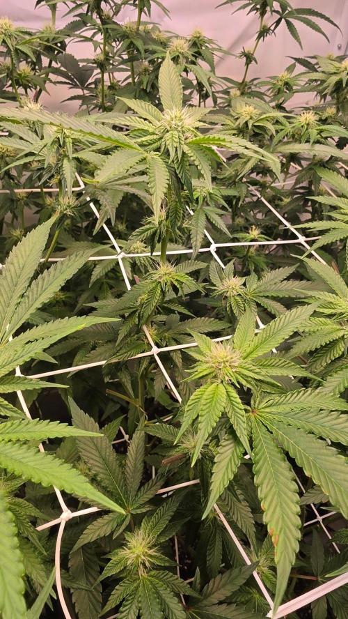 Z42 phenohunt. Week 13