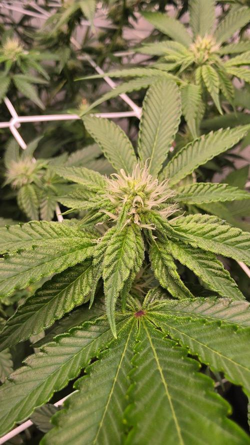 Z42 phenohunt. Week 13