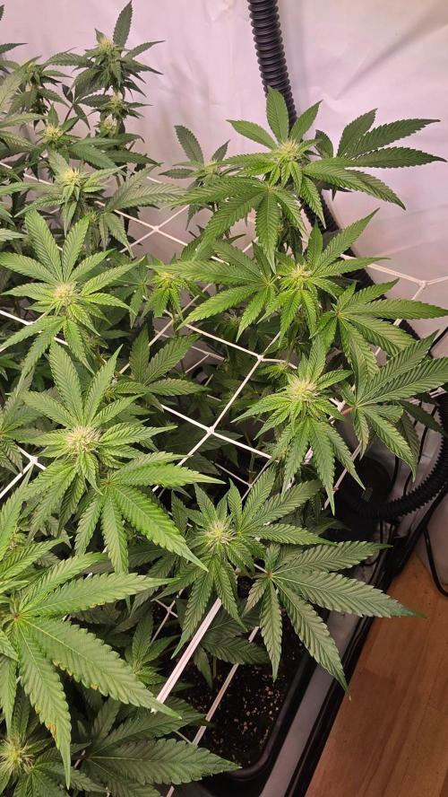 Z42 phenohunt. Week 13