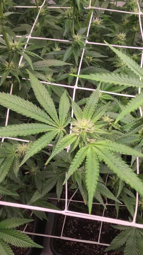 Z42 phenohunt
