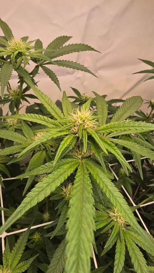 Biscotti Gelato phenohunt. Week 13