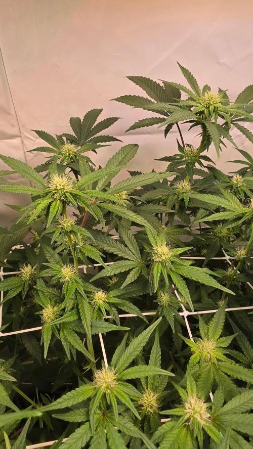 Biscotti Gelato phenohunt. Week 13