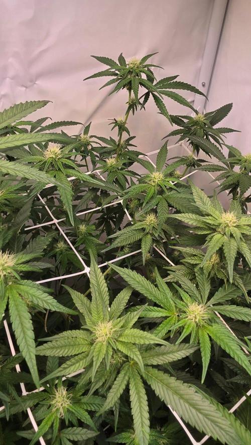 Biscotti Gelato phenohunt. Week 13