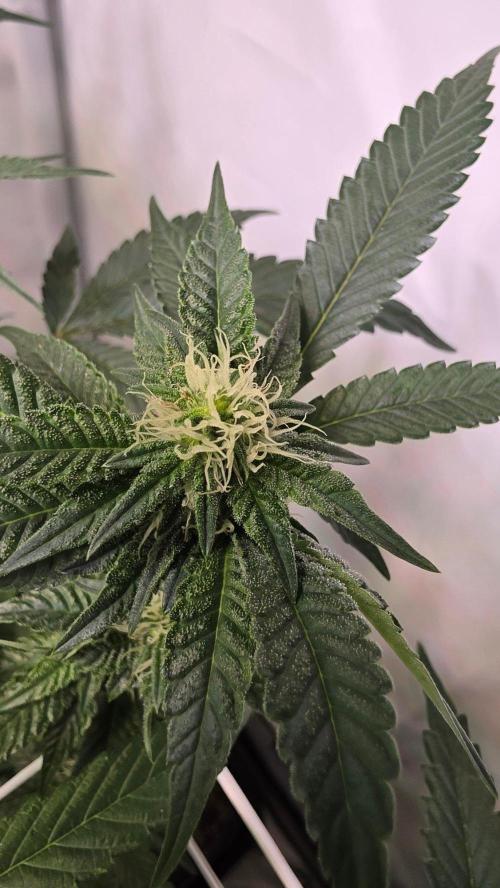 Biscotti Gelato phenohunt. Week 13