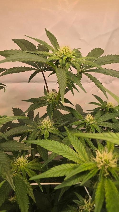 Biscotti Gelato phenohunt. Week 13