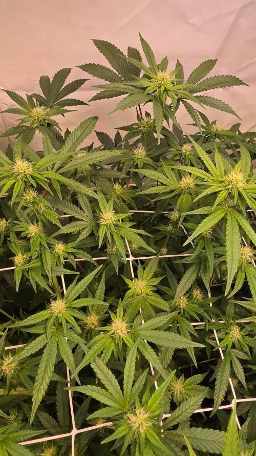 Biscotti Gelato phenohunt. Week 13