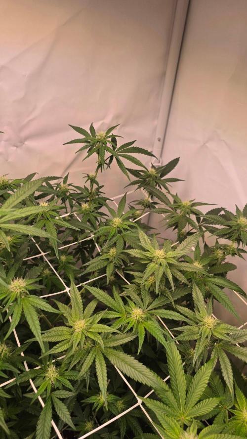Biscotti Gelato phenohunt. Week 13