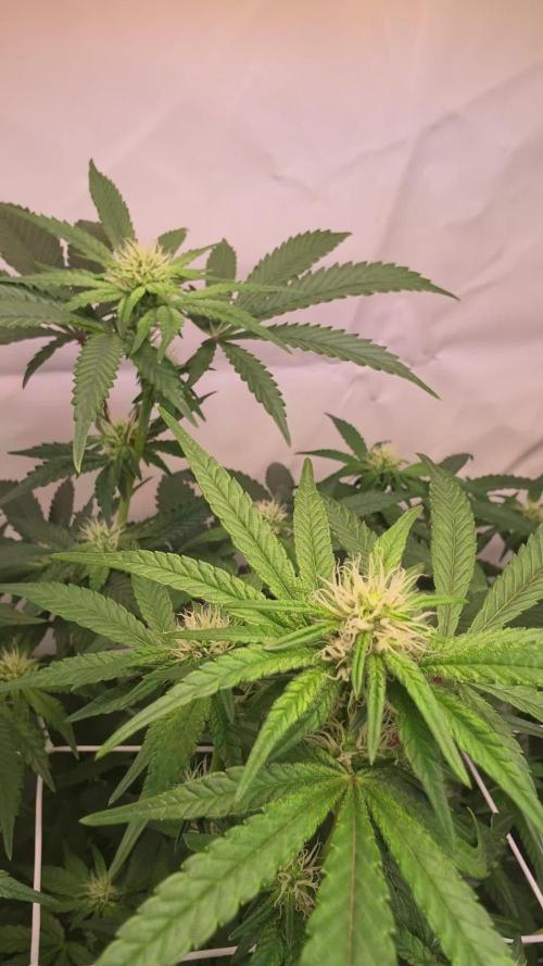 Biscotti Gelato. Week 13