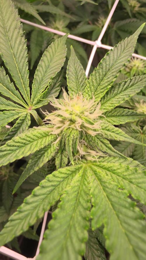 Papayton phenohunt
