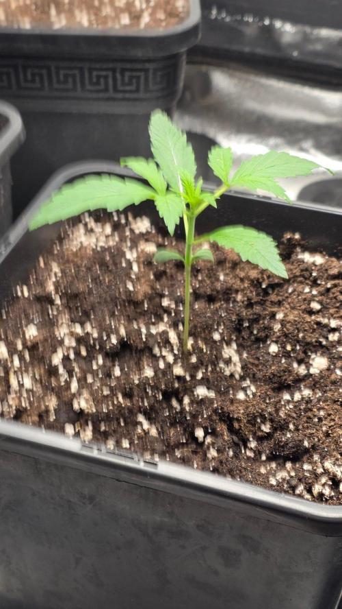 Strawberry Gorilla Auto RF3. Week 1
