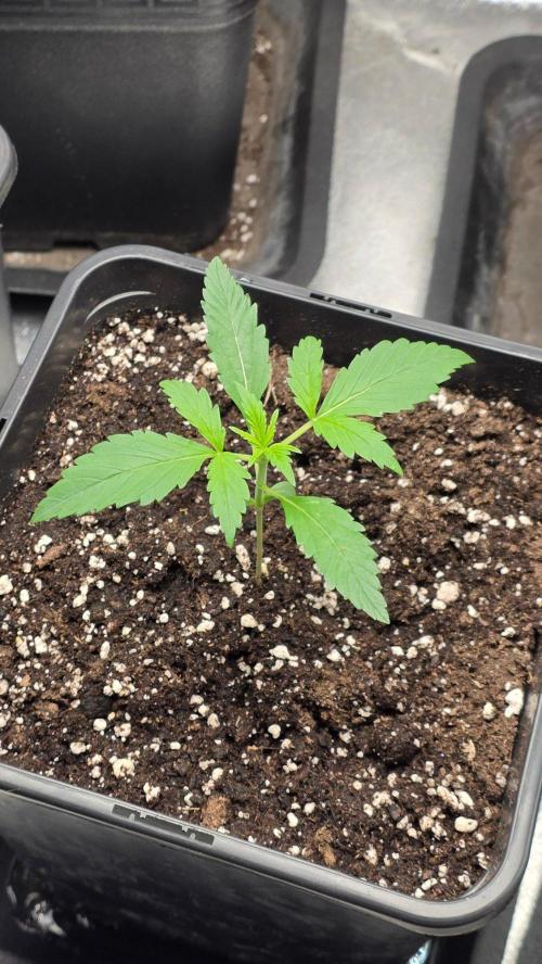 Strawberry Gorilla Auto RF3. Week 1