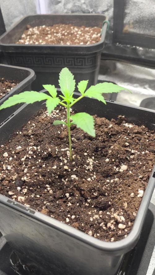 Strawberry Gorilla Auto RF3